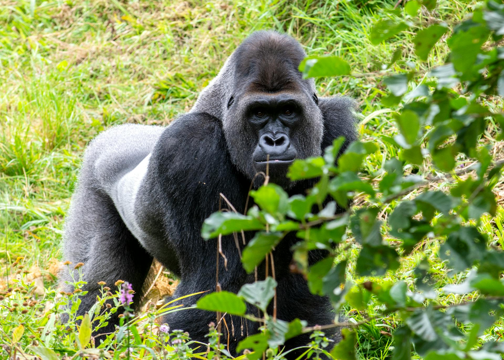 Uganda Safari